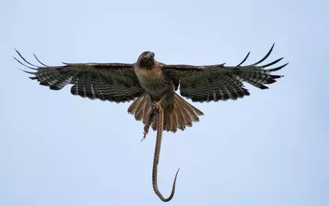 USA: Hawk attacked Texas resident on whom it had previously dropped a snake