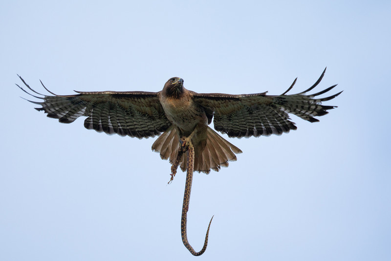 USA: Hawk attacked Texas resident on whom it had previously dropped a snake