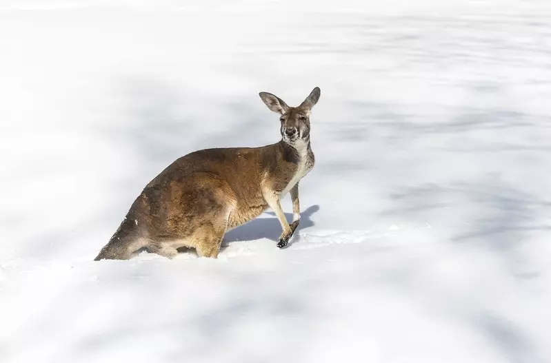 Do Australii nadciągają mrozy i opady śniegu