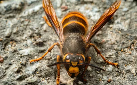 Asian hornets confirmed in London for the first time as numbers rise sharply in the UK