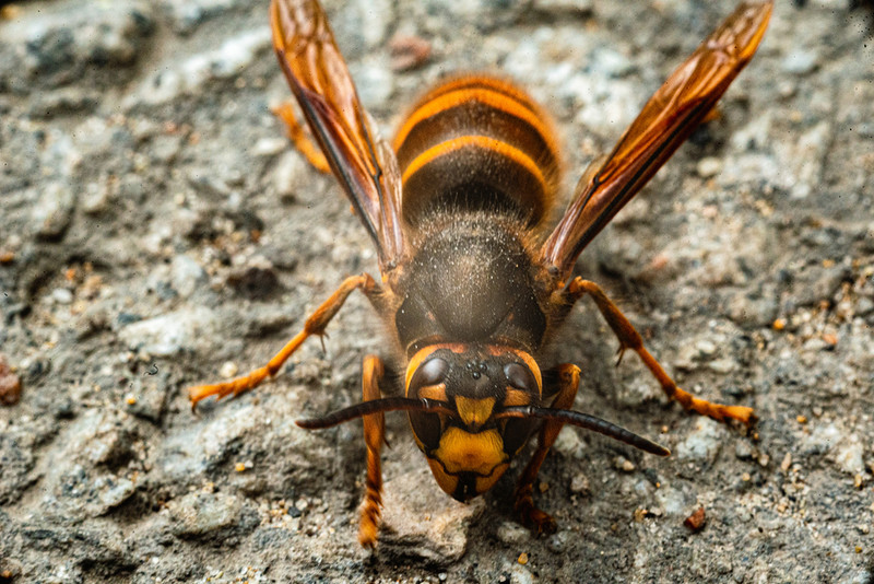 Asian hornets confirmed in London for the first time as numbers rise sharply in the UK