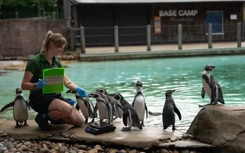 The annual weighing of animals at London Zoo has begun