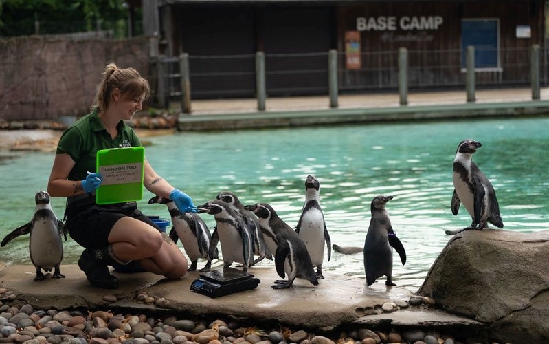 The annual weighing of animals at London Zoo has begun