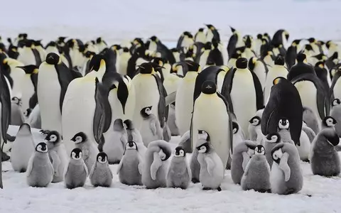 BBC: Drama in Antarctica. Thousands of penguin chicks died