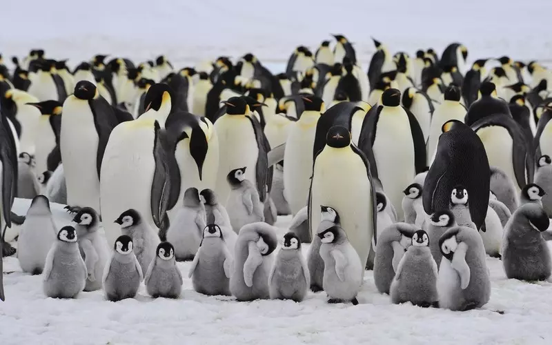 BBC: Dramat na Antarktydzie. Tysiące piskląt pingwinów zginęło