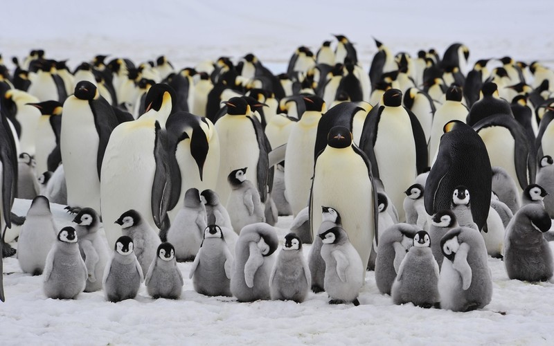 BBC: Drama in Antarctica. Thousands of penguin chicks died