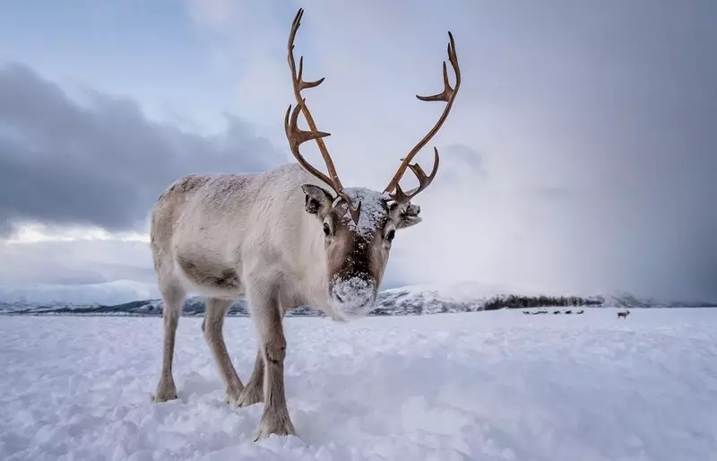 Norway wants to stop reindeer escaping to Russia
