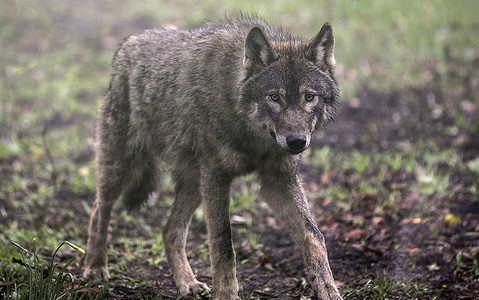Dangerous dog-wolf hybrid trade in Italy