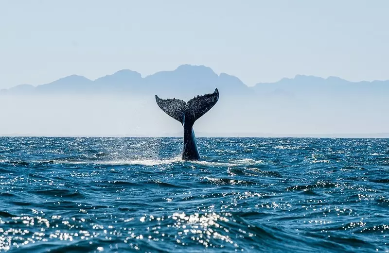 "Guardian": Szokująca decyzja rządu Islandii w sprawie polowań na wieloryby