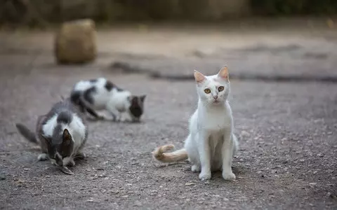 Charity warns of surge in abandoned cats in London