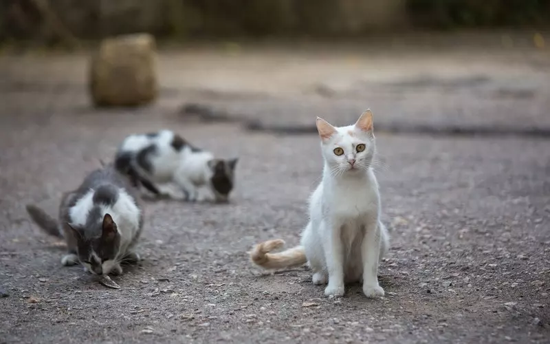 Charity warns of surge in abandoned cats in London