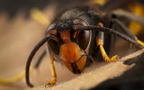 Asian hornet likely to have become established in UK, say experts