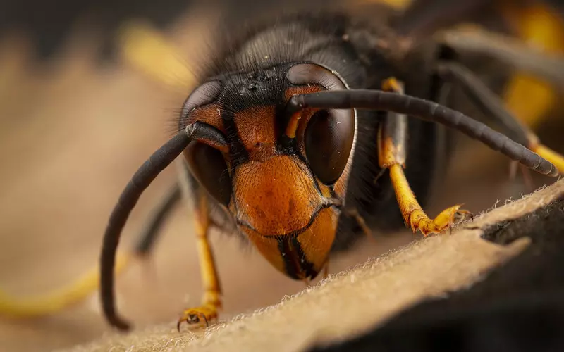 Asian hornet likely to have become established in UK, say experts