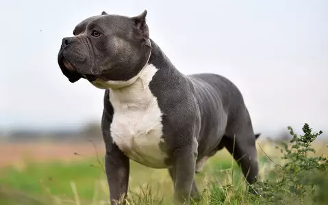 Poll reveals more than 90 per cent of Brits say XL Bully dogs should be banned