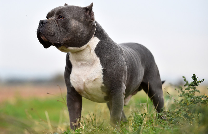 "Daily Mail": Większość Brytyjczyków chce zakazu hodowli psów rasy American Bully
