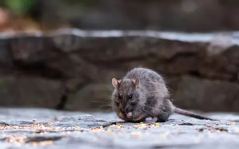 USA: Rats are a new tourist attraction in New York