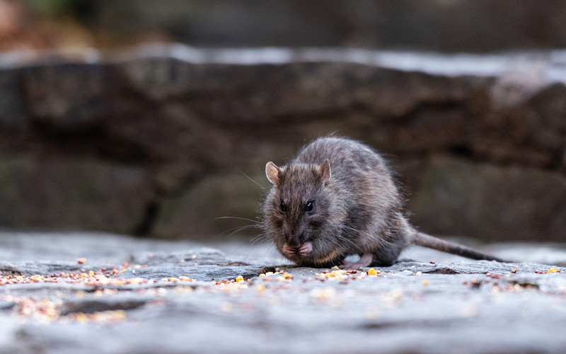 USA: Rats are a new tourist attraction in New York