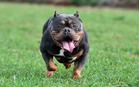 UK: After another attack, Home Office secretary wants a ban on American XL Bully dogs