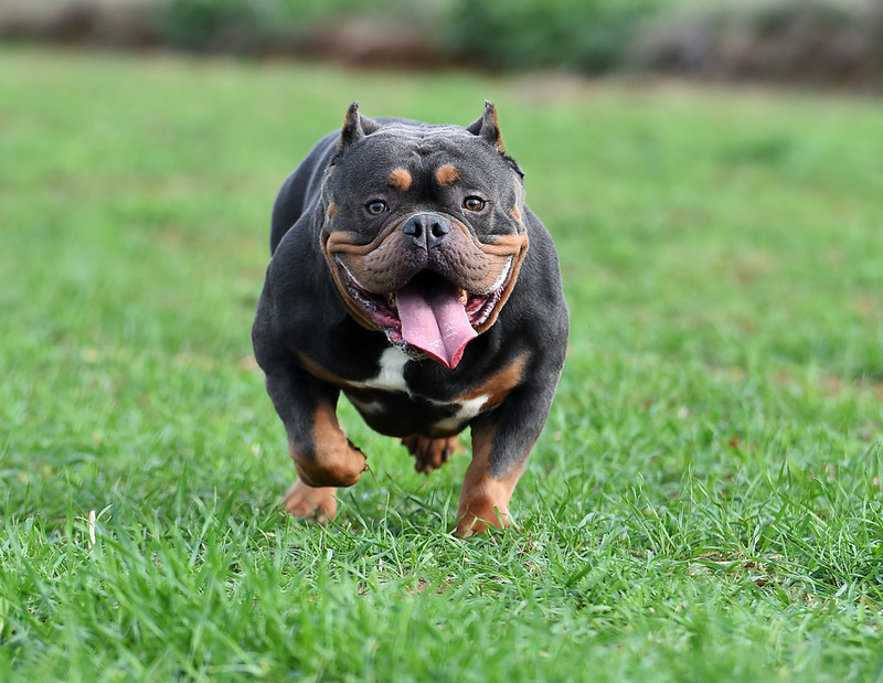UK: After another attack, Home Office secretary wants a ban on American XL Bully dogs