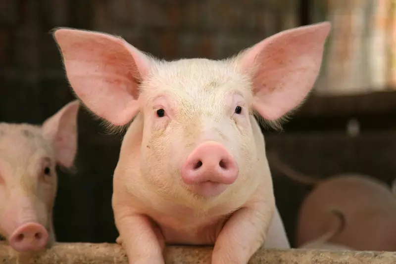 Chińscy naukowcy wyhodowali świńskie embriony z ludzkimi nerkami