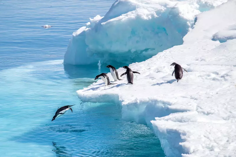 Rekordowe fale gorąca dotykają też Antarktydę