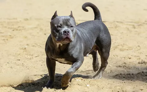 PM Sunak: American XL Bully dog ownership will be banned in the UK