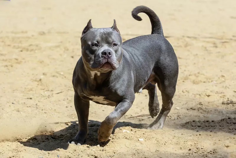 Premier Sunak: Posiadanie psów rasy American XL Bully zostanie zakazane w UK