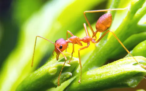 Fire ants in Sicily. Nests of one of the world's largest pests have been detected in Europe