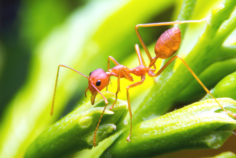 Fire ants in Sicily. Nests of one of the world's largest pests have been detected in Europe