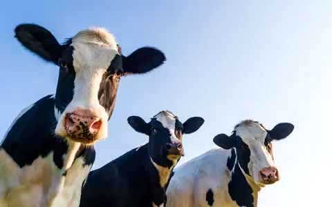 Japan: Chemical company wants to convert cow waste into fuel for space rockets