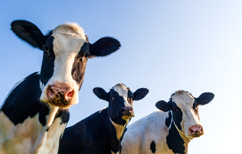 Japan: Chemical company wants to convert cow waste into fuel for space rockets