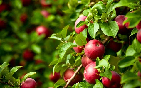 New York received over 300 apple trees as a gift from Poland