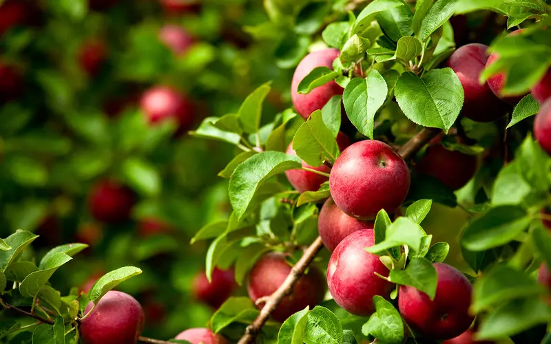 Nowy Jork otrzymał w darze od Polski ponad 300 jabłoni. "Symbol więzi między krajami"