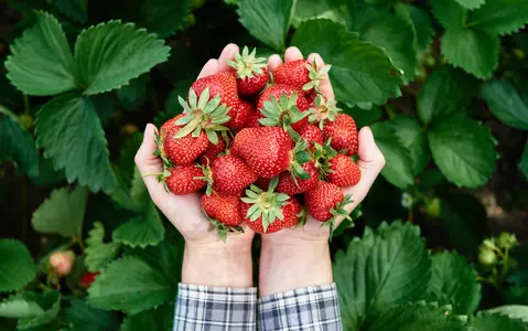 Halter: Strawberries are a symbol of the end of summer