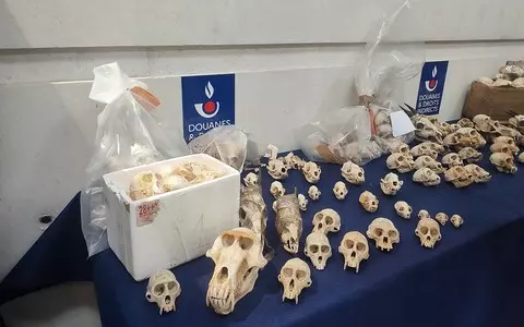 France: Customs confiscates nearly 400 primate skulls in seven months