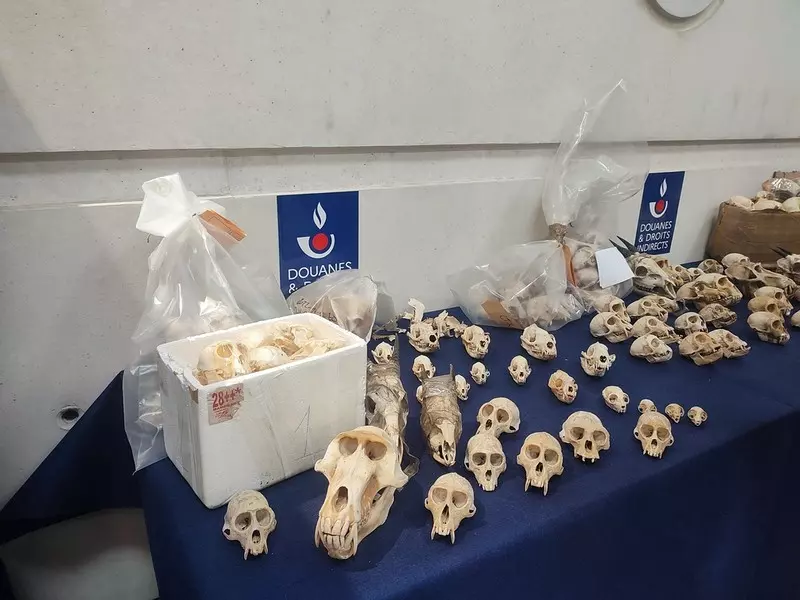 Francja: W ciągu siedmiu miesięcy służby celne skonfiskowały prawie 400 czaszek małp