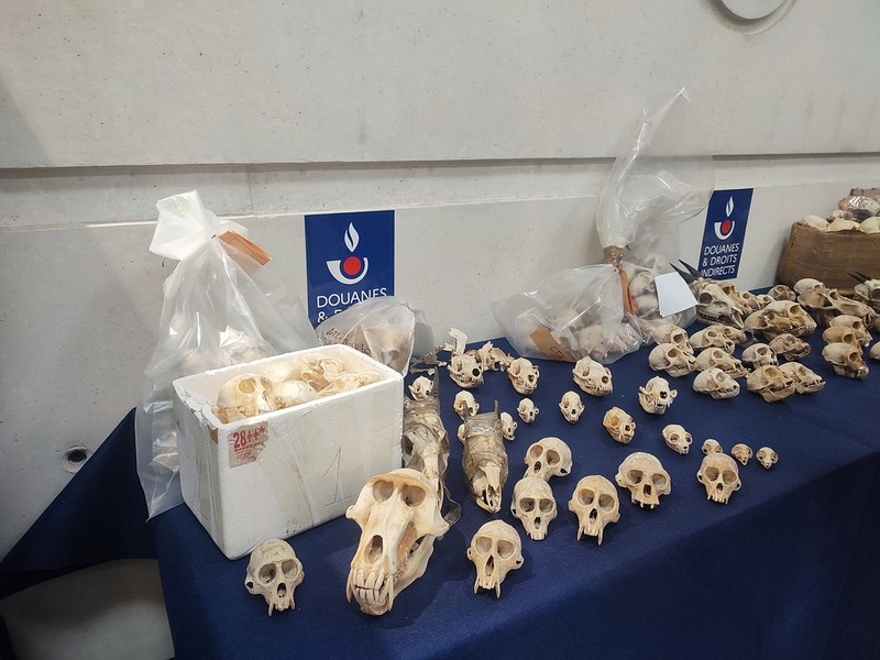 France: Customs confiscates nearly 400 primate skulls in seven months