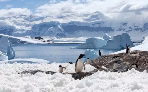 Daily Telegraph: Bird flu could kill thousands of penguins in Antarctica