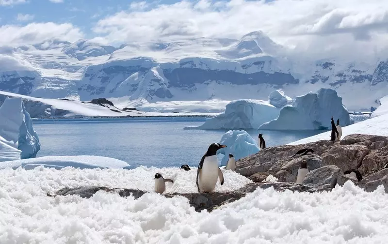 "Daily Telegraph": Ptasia grypa może spowodować śmierć tysięcy pingwinów na Antarktydzie