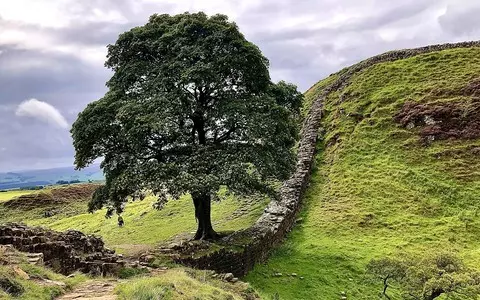 Sycamore Gap: Boy, 16, arrested after Hadrian's Wall tree felled