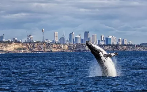 A whale capsized a boat off the coast of Sydney