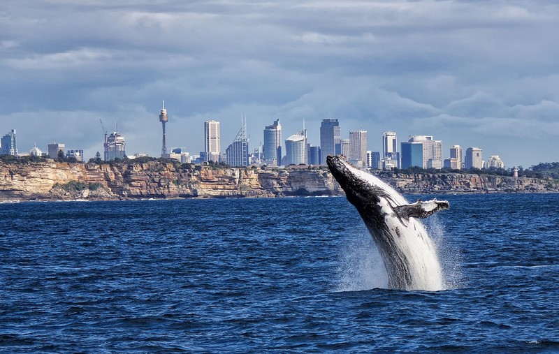 Wieloryb przewrócił łódź u wybrzeży Sydney