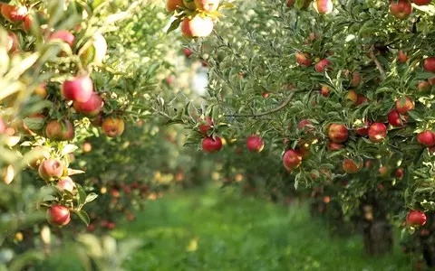 Poland is the largest producer of apples in the EU, but we eat few apples