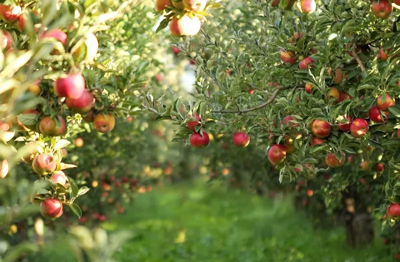 Polska największym producentem jabłek w UE, jednak ich spożycie maleje