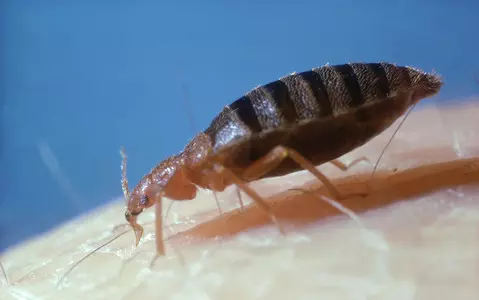 Parisian bedbugs take on TfL: First sighting of critter crawling on London tube commuter's leg