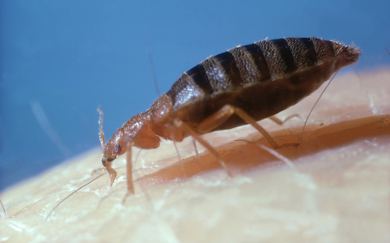 Parisian bedbugs take on TfL: First sighting of critter crawling on London tube commuter's leg