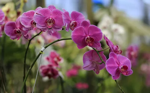 Report: Orchids, pepper and pineapple at risk of extinction