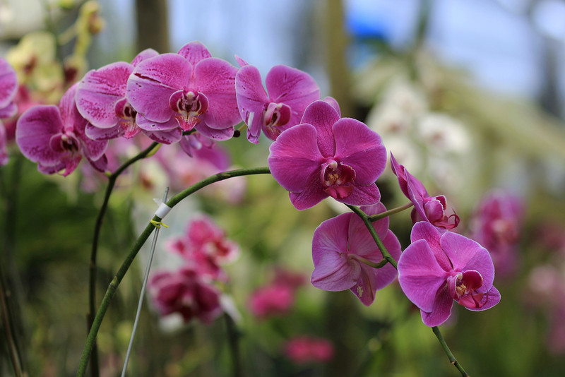 Report: Orchids, pepper and pineapple at risk of extinction