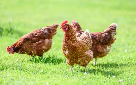 British scientists have bred chickens resistant to bird flu