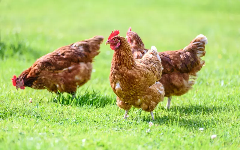 Brytyjscy naukowcy wyhodowali kury odporne na ptasią grypę